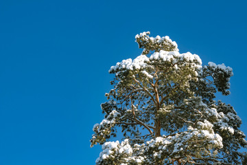 winter landscape, treetop of pine in the snow. fluffy branches pine-tree on the blue sky background
