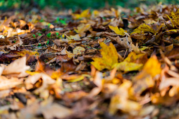 Leafs on the ground during fall