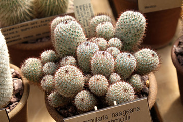 Cactus Plant