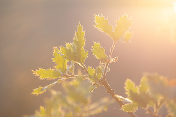 Oak leaves in evening sun