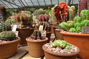 Fototapeta na wymiar Cactus plants