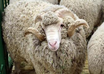 Soviet merino sheep is a hoofed mammal with thick hair and edible meat
