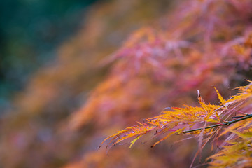 Japanese lace leaf maple in orange and red fall color foliage, background of green landscape
