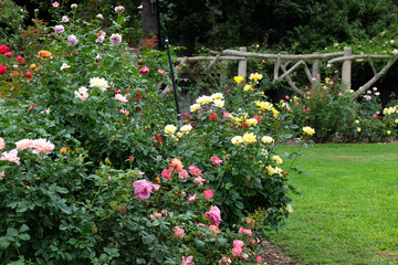 Fototapeta na wymiar Rose garden