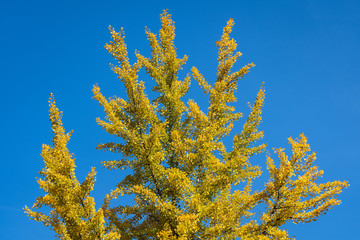 Fototapeta premium Vibrant ginko biloba tree in yellow fall color against a blue sky 