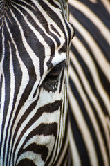 Close-up of zebra head and body with beautiful striped pattern