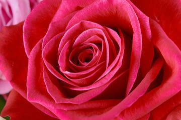 One pink rose close-up. Macro photo, beautiful  floral background.