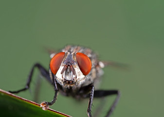 Macro Photo of Head of House Fly on Green Leaf with Copy Space