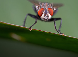 Macro Photo of Head of House Fly on Green Leaf with Copy Space