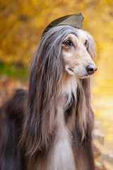 Dog, Afghan hound in a military cap, against the background of the autumn forest. Host protection concept, dog protector