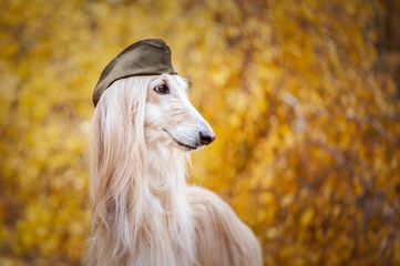 Obraz na płótnie Canvas Dog, Afghan hound in a military cap, against the background of the autumn forest. Host protection concept, dog protector