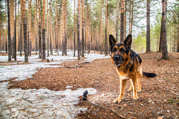 Fototapeta na wymiar Dog German Shepherd in the forest in an early spring