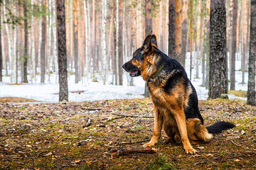 Dog German Shepherd in the forest in an early spring