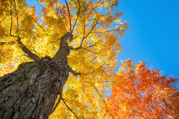 Fototapeta premium Widok w górę dużych drzew klonowych z jasnopomarańczowymi i złotożółtymi liśćmi na tle błękitnego nieba.