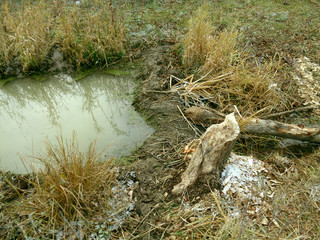 the dam built by beavers on a small river