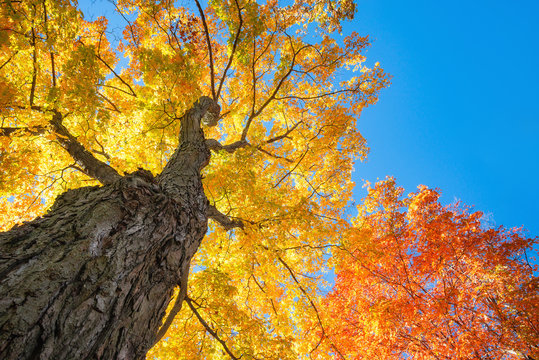 Upward view of a large maple trees with bright orange and golden yellow autumn foliage leaves against blue sky. 