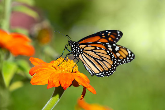 Monarch butterfly (Danaus plexippus) feeding on Mexican sunflower 
