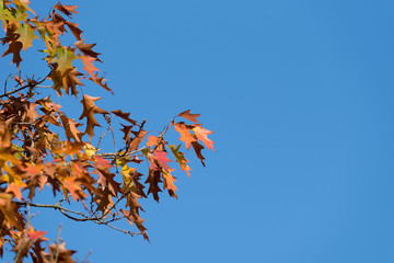Ein Baum und Blätter im Herbst