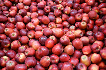 Fresh picked red delicious apples background in the harvest season