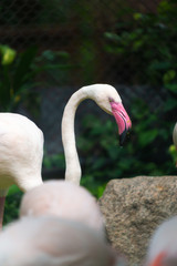 The Group of Pink flamingo