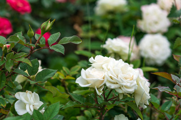 Rose bushes in the garden