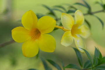 yellow flowers