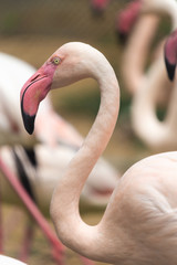 Naklejka premium The Group of Pink flamingo