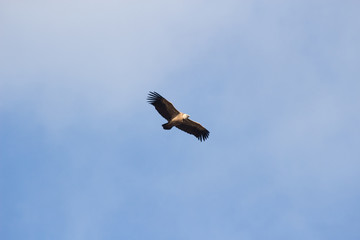 aguila volando con cielo azul