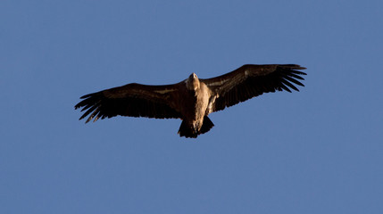 Fototapeta premium aguila volando con cielo azul
