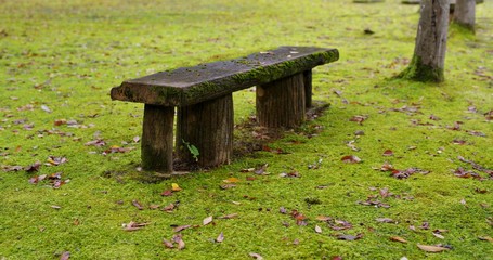 森の中の苔のベンチ