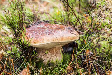 large white mushroom grows among the grass in the autumn forest