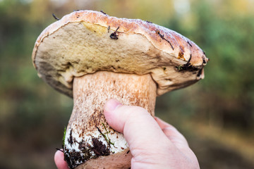 large white mushroom in hand on autumn forest background