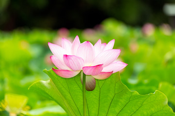 Fototapeta premium Lotus Flower.Background is the lotus leaf and lotus bud and lotus flower.Shooting location is Yokohama, Kanagawa Prefecture Japan.