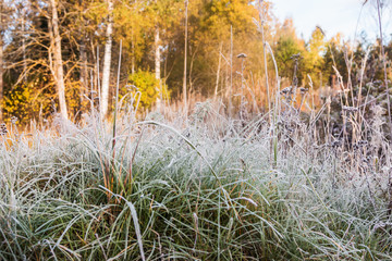 grass is frozen in ice crystals on the backdrop of the setting sun 