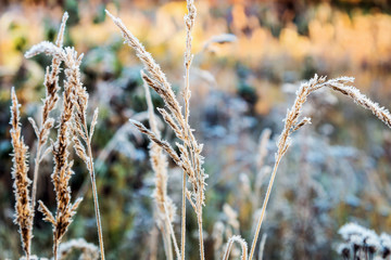 grass is frozen in ice crystals on the backdrop of the setting sun 