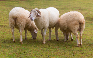 Naklejka na ściany i meble close up sheep at farm
