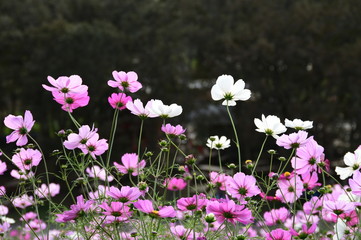コスモスの花