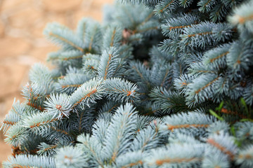 Naklejka na ściany i meble Young decorative blue spruce. Needles of blue spruce close-up. Texture. Natural blurred background.