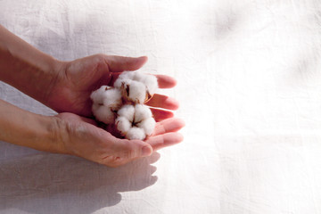 綿の花　手に持つ　白バック