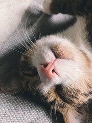 sleeping kitten