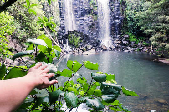 Discovery - hand on kawakawa plant at Wairoa (Te Wairere) Waterfall and swimming hole, Kerikeri, Northland, New Zealand, NZ