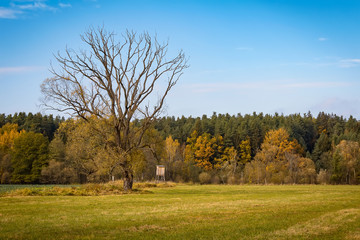 Big tree on meadow with autumn foliage forest