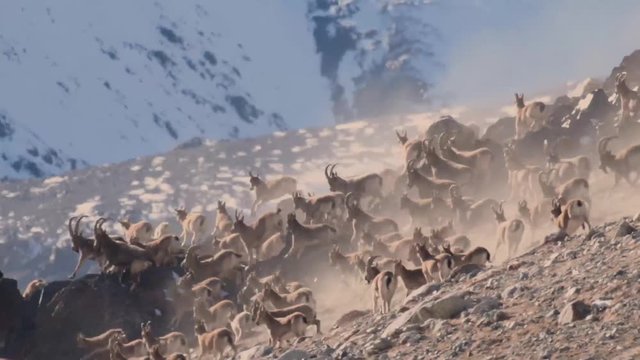 Herd of Ibex running after the attack of Snow Leopard 