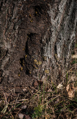 wild wasps that live in hollow tree