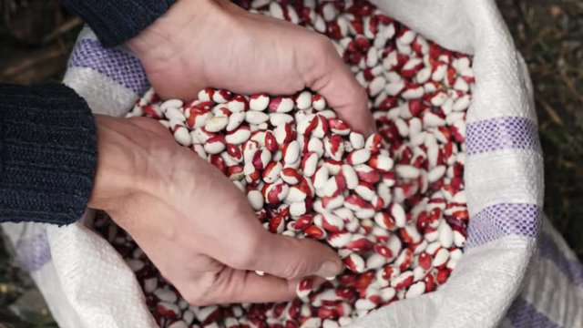 Kidney bean in male hands
