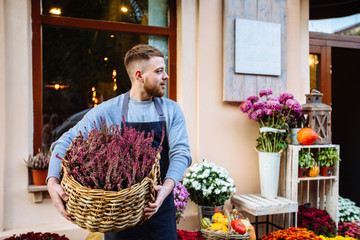 Man in apron holding basket with vibrant pink common heather (Calluna vulgaris), looking away over window, storefront of flower shop, outdoor. Autumn sale and small business concept.