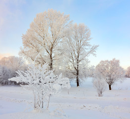 Winter landscape. Cold day.