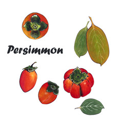 Illustration orange persimmon with leaves. Drawing markers