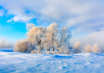 Winter landscape. Cold day.