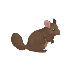 Chinchilla, cute small rodent animal vector Illustration on a white background
